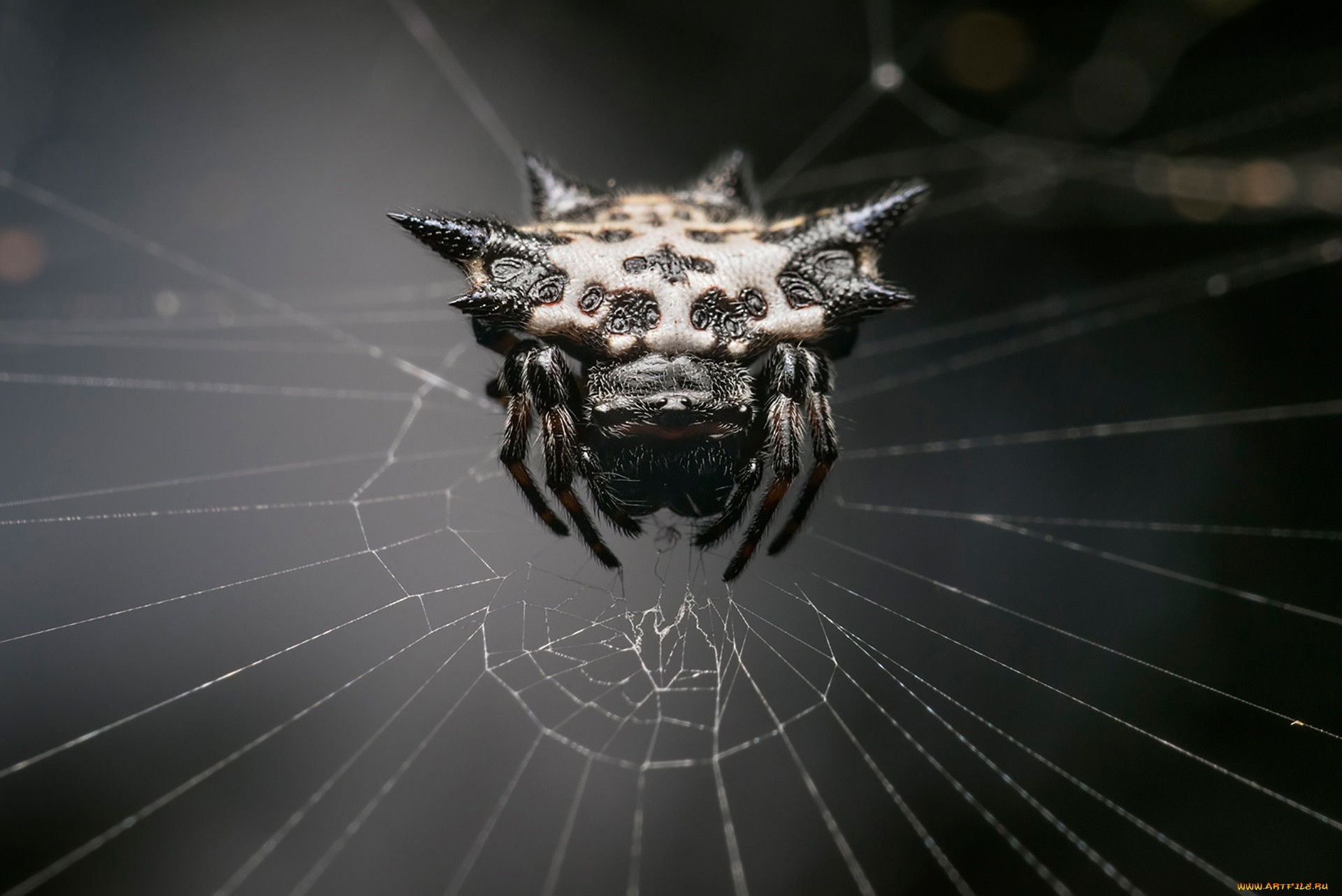 , , web, spider, monster, arachnid